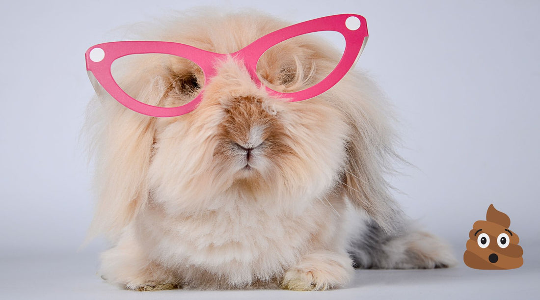 Why Do Rabbits Poop So Much?
