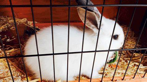 Mistakes new rabbit owners make.