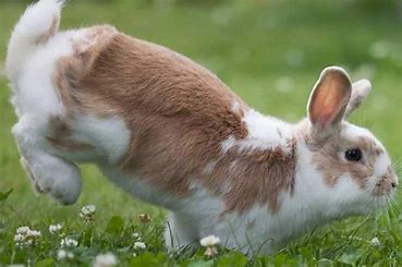 Why Do Bunnies Thump?
