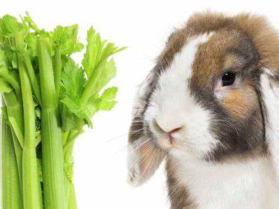 Can Rabbits Eat Celery?