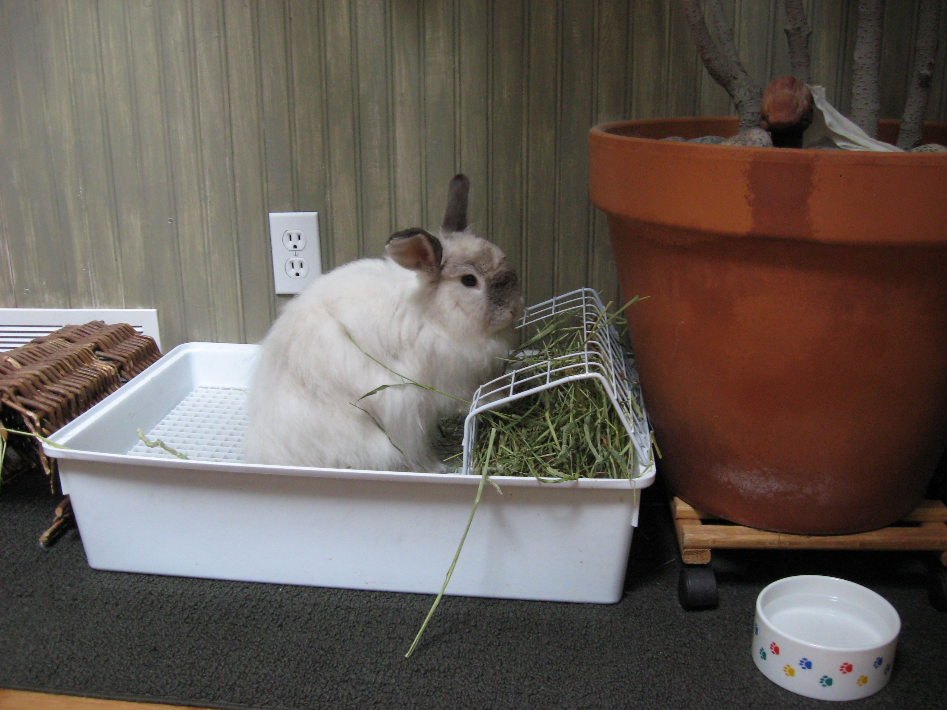 Litter Training your Rabbit. Keep your bunny healthy and happy. – Bunns ...