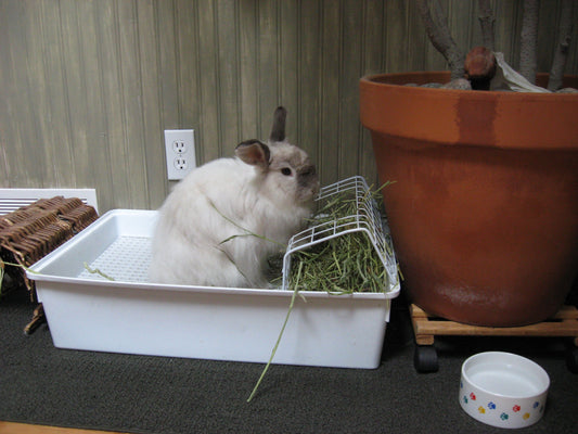 Litter Training your Rabbit.  Keep your bunny healthy and happy.