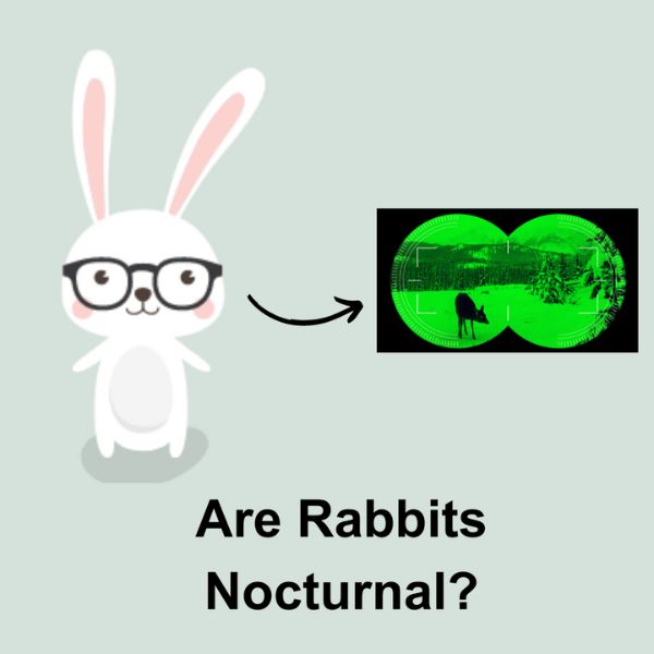 Are Rabbits Nocturnal?