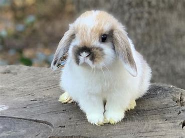 Top 10 Rabbit Breeds: A Joyful Journey into Bunny World