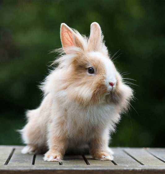 The Bunny Bliss Guide to Long-lasting Happiness